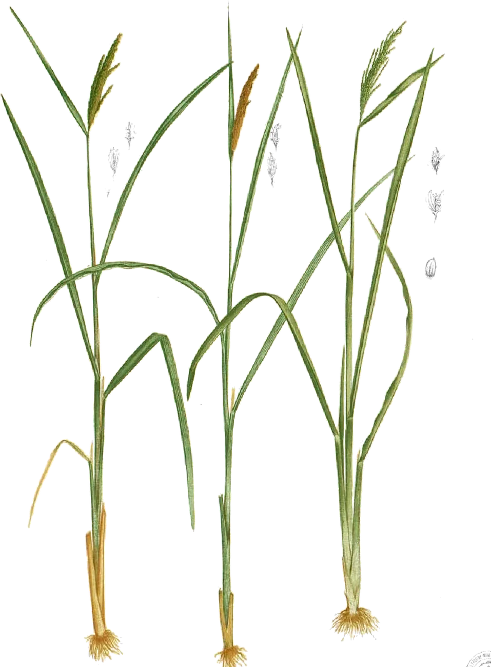 Botanical drawing of rice plants.